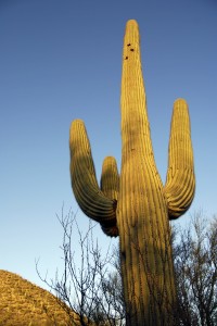 A 150-Year-Old Cactus Speaks to Me of Community