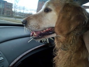 Our Golden Retriever has a run-in with a porcupine