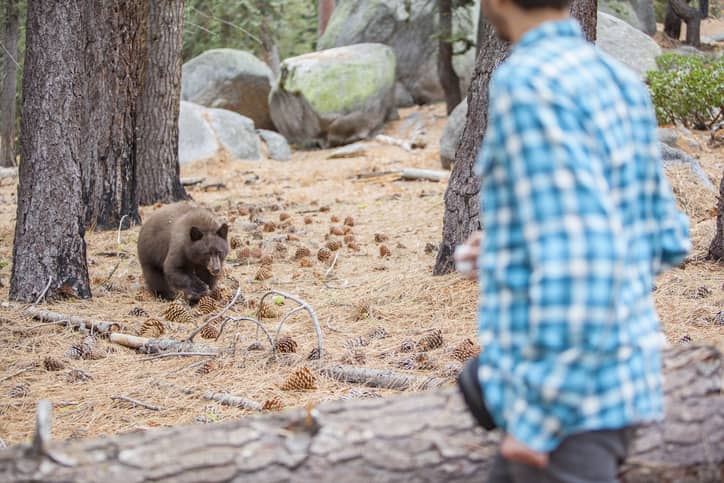 Black bear sited in Yosemite National Park alerting a hiker.