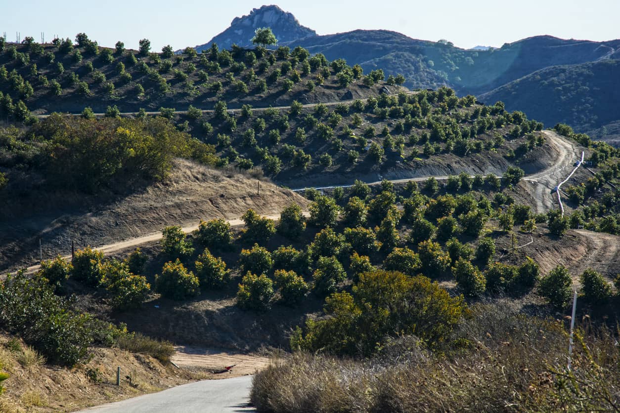 An avocado grove in California mountains.