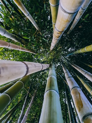 Nurturing a healthy business is like growing a Chinese Bamboo tree