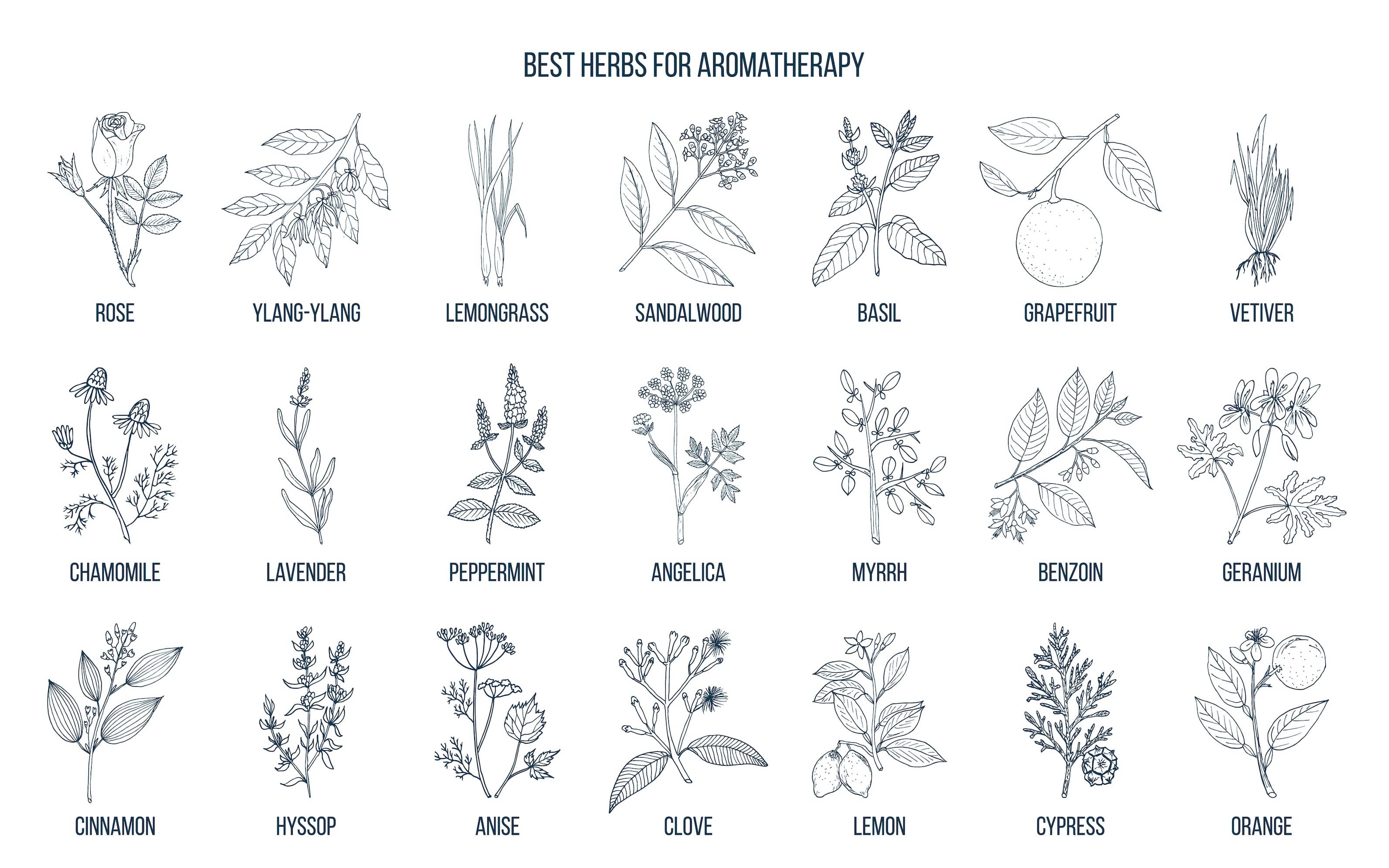 Best Herbs for Aromatherapy Chart