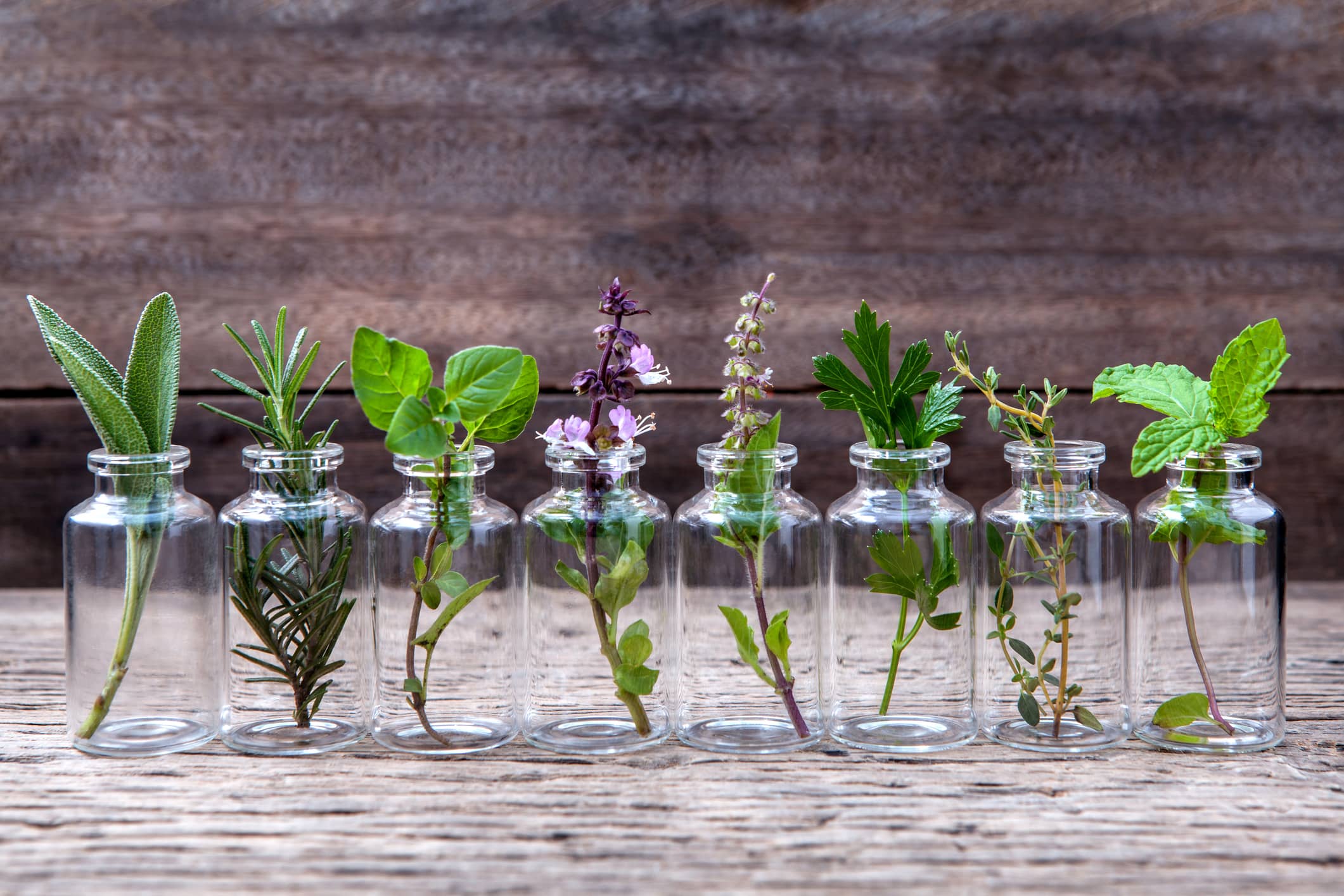 Essential oils are extracted from plants