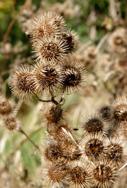 Burrs although annoying inspired the creation of velcro