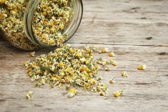 Essential oils are extracted from chamomile 
