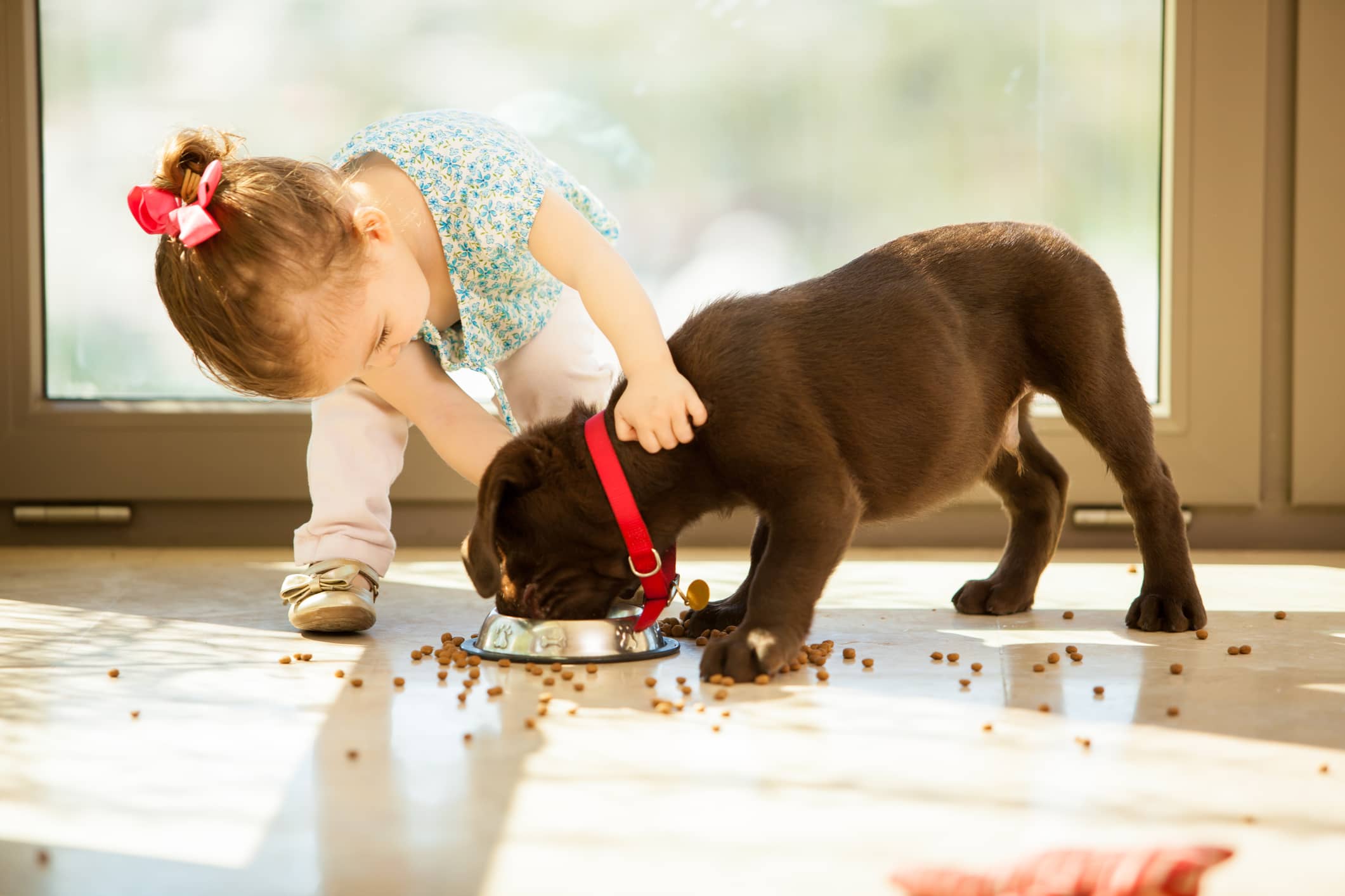 Preschooler feeding her puppy and making a mess.