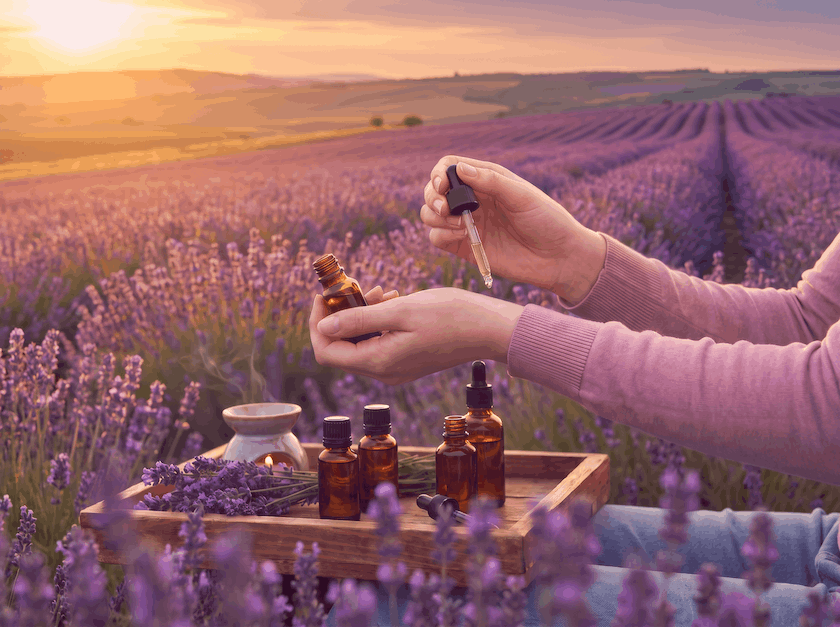 A woman applying lavender essential oil to her wrists with a lavender field in the background.