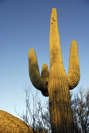 A Giant Saguaro Cactus teaches us about community