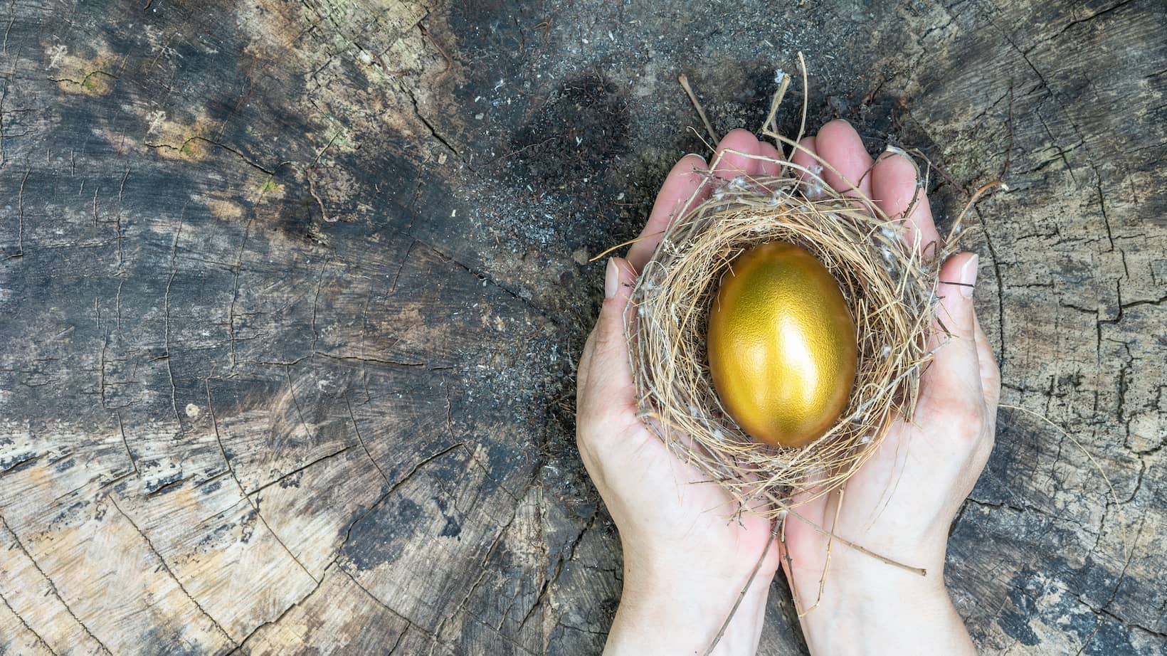 Golden egg held in hands within nest representing Aesop's fable The Goose and the Golden Egg