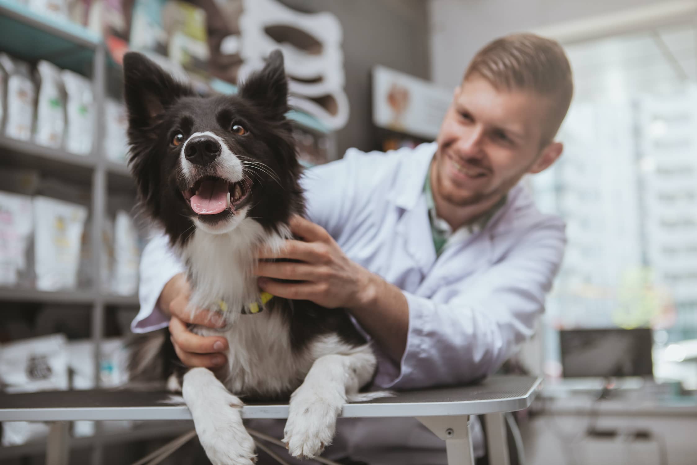A veterinarian examining a happy Border Collie at a veterinarian clinic.