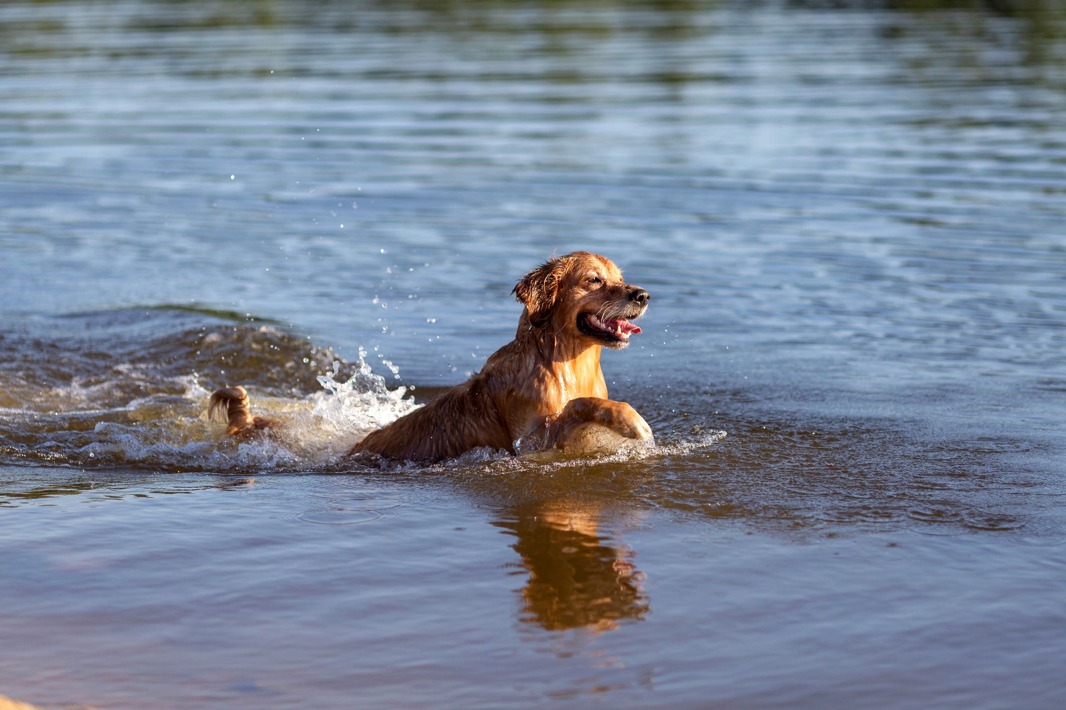 Happy Golden Retriever fetching at Daily Lake