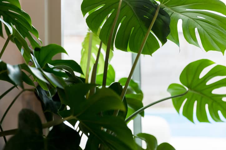 A healthy Monstera plant at the entryway of a home.