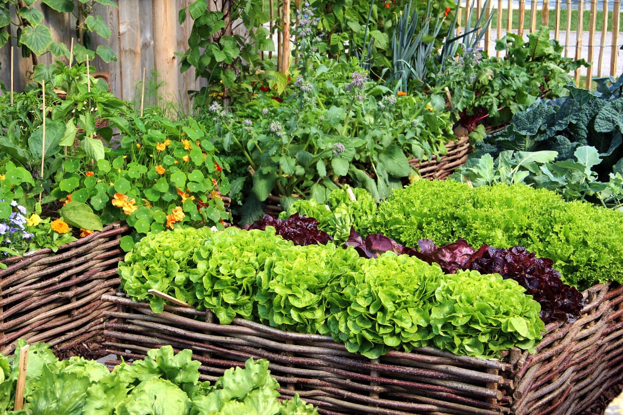 Large vegetable garden