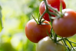 Home grown tomatoes on the vine