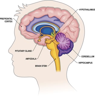 Parts of the human brain showing the amygdala