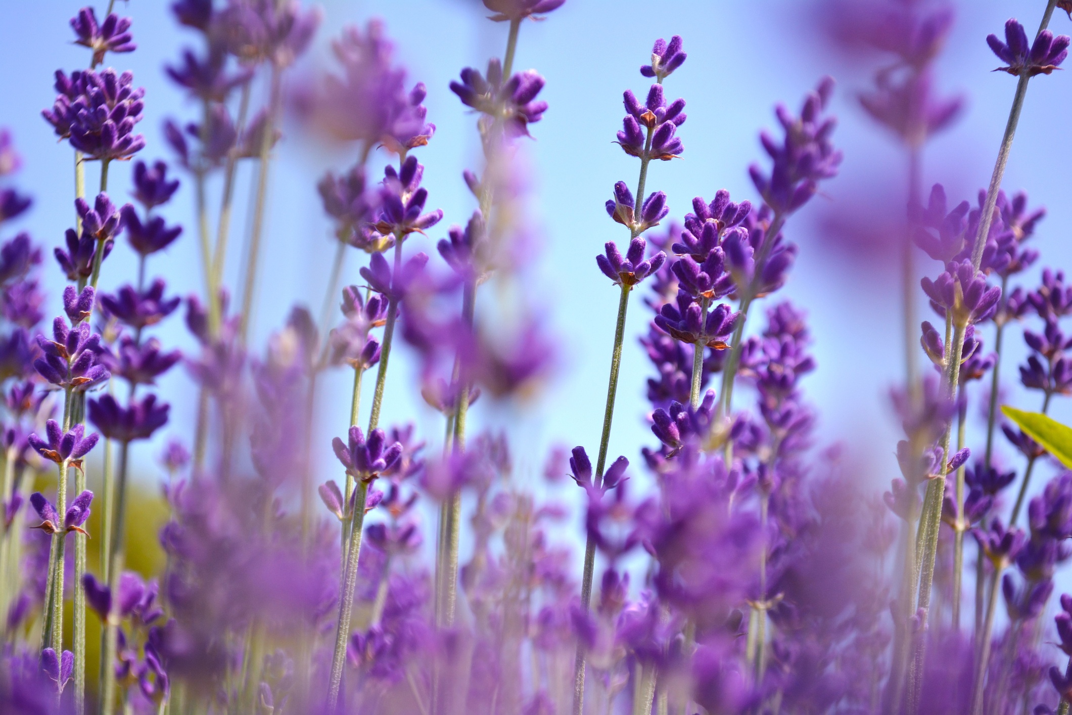 Lavender can be used to soothe your emotions.