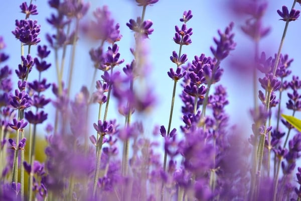 Feeling Down? Jumpstart Your Mood with Essential Oils