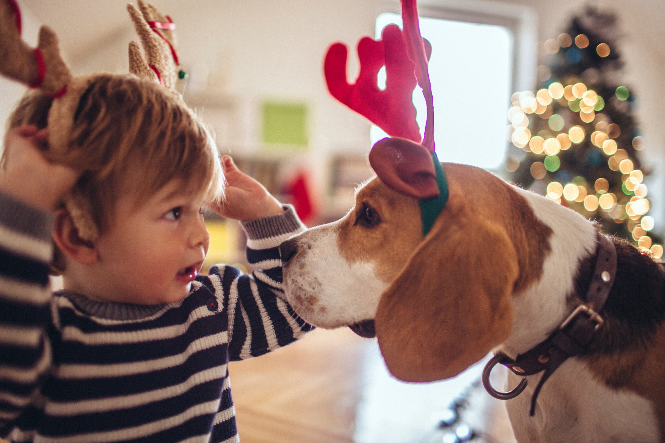 Little boy and his dog with reindeer antlers