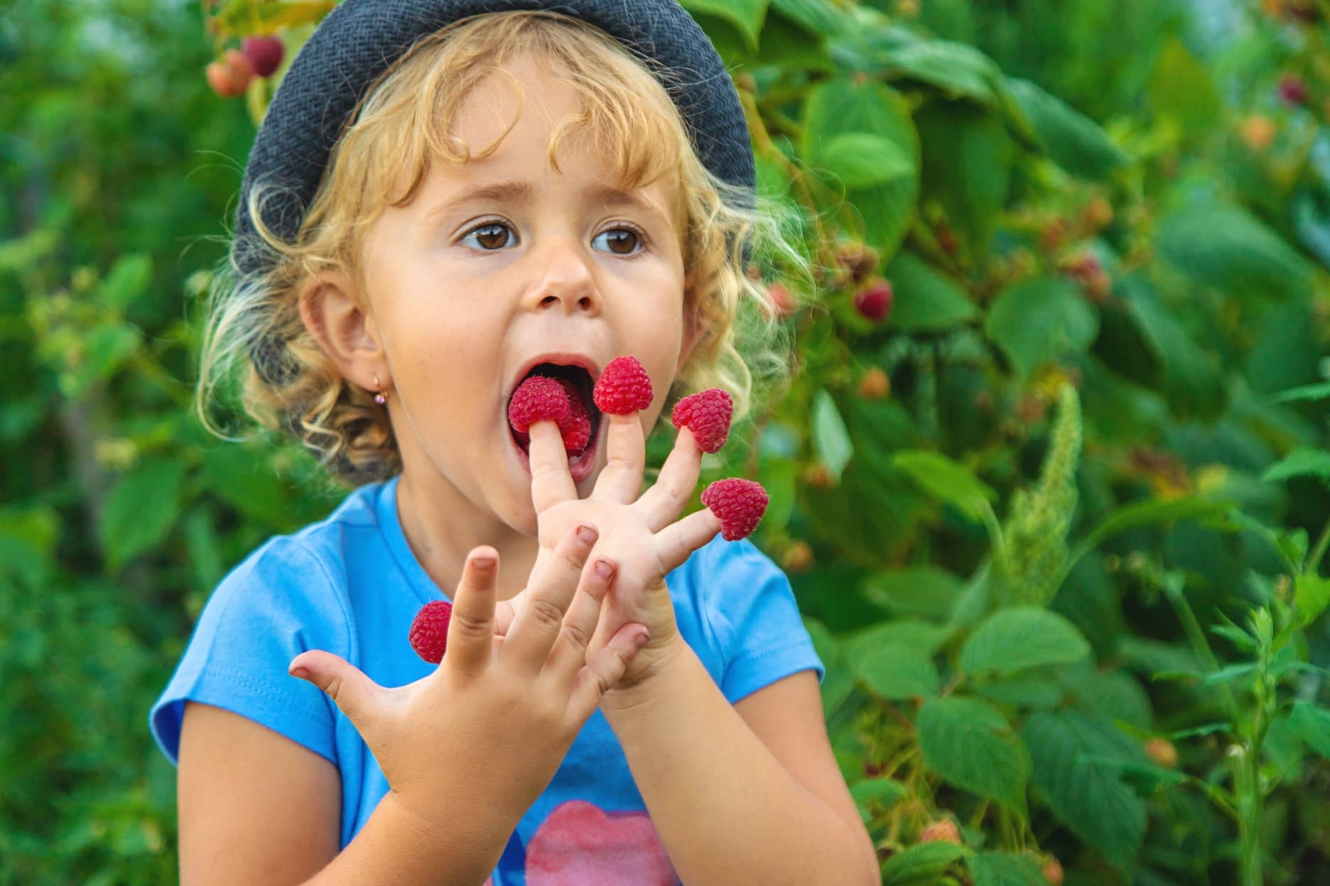 Cute, blond, little girl eating raspberries.