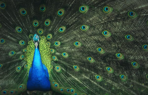 The lavishness of the male peacock