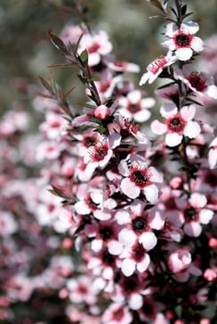 Manuka Tea Tree Blossoms