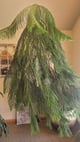 Norfolk Pine