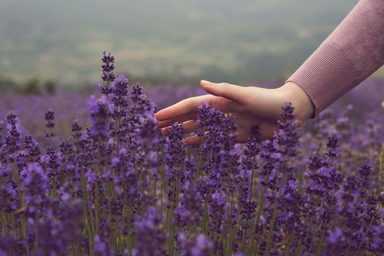 Lavender field used for essential oil extraction