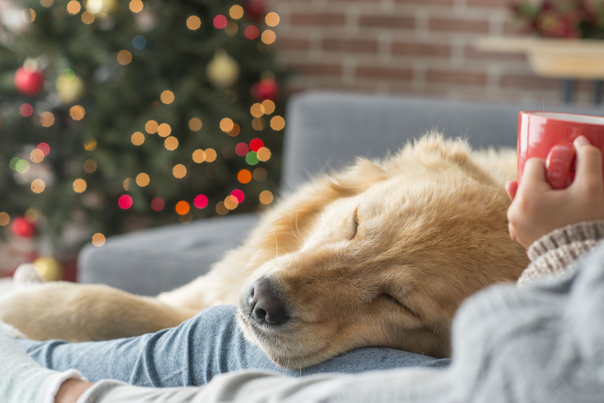 Woman drinking hot cocoa with her Golden Retriever asleep on her lap.