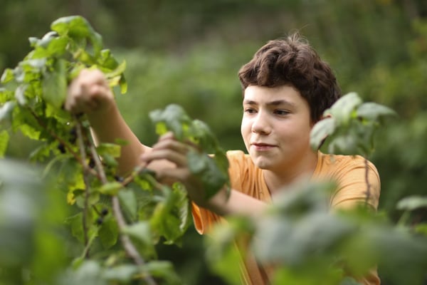 Teenager gardening and pruning tomato plants