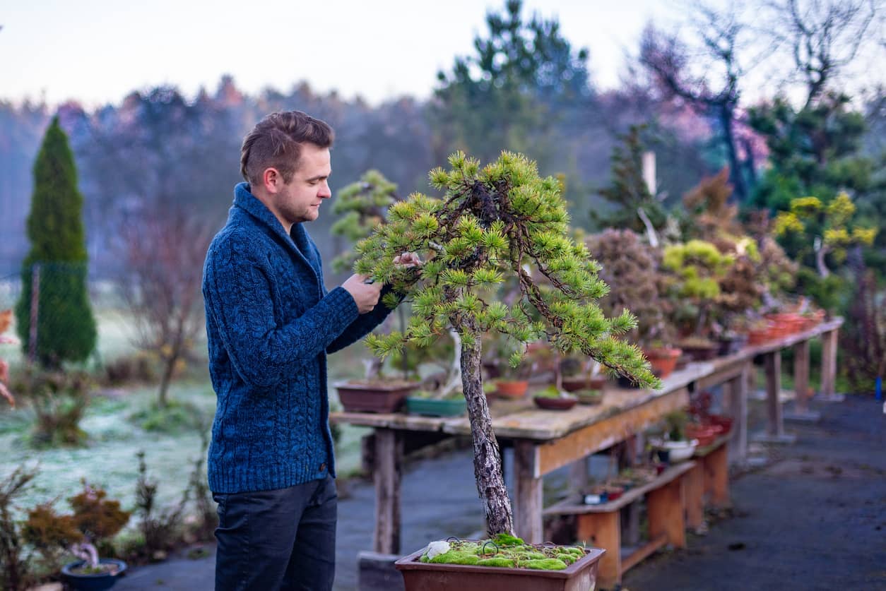 Mindfulness through pruning a Japanese bonsai tree