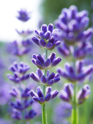 Lavender blossoms in summer