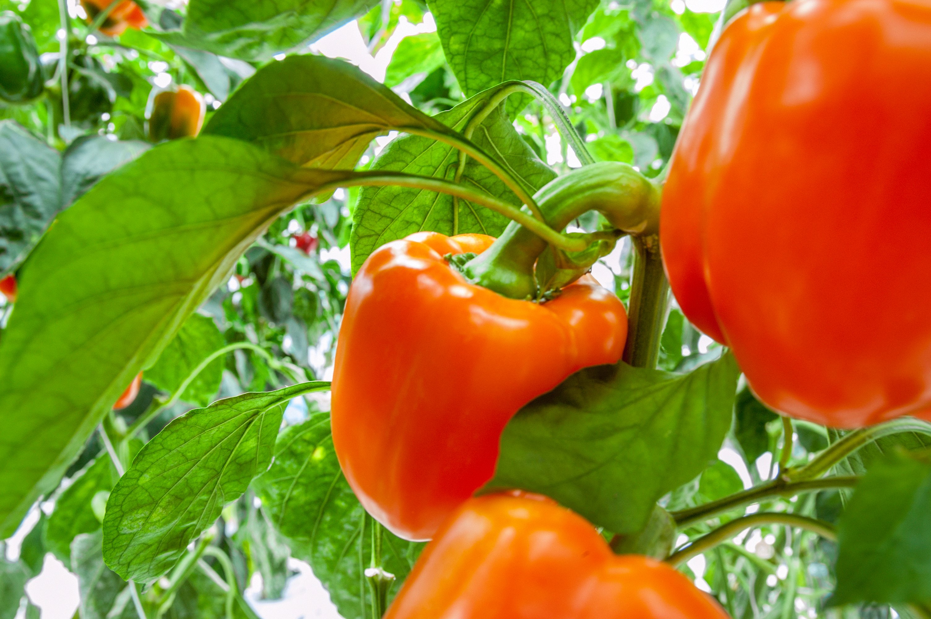 Orange peppers in a healthy garden