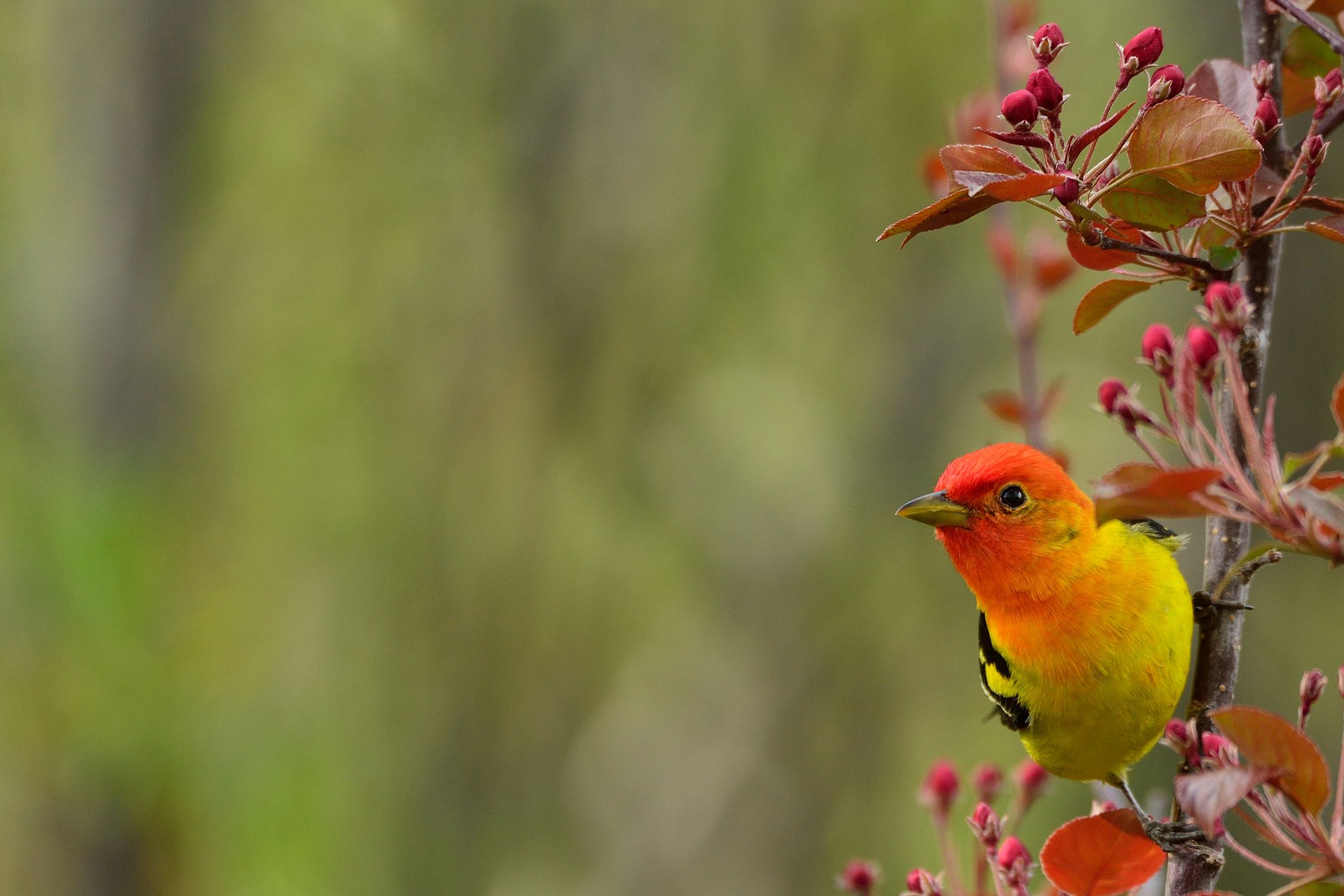 Western Tanager in Japanese Crab Apple tree